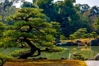 冬天松柏盆景有什么变化？冬天如何维护松柏盆景？