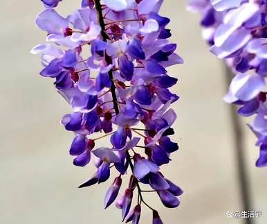 紫藤花什么时候开花好看，紫藤花什么时候开花？