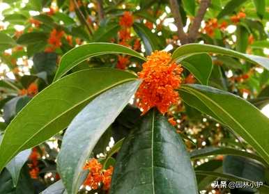 什么样的桂花最香，什么样的桂花最香最好吃？