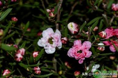 松红梅一年开几次花，几个月开花，松红梅一年开几次花。