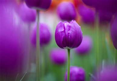 送闺蜜郁金香花语和寓意，郁金香花语和寓意