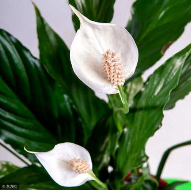 如何浇水白鹤芋头，如何浇水白鹤芋头