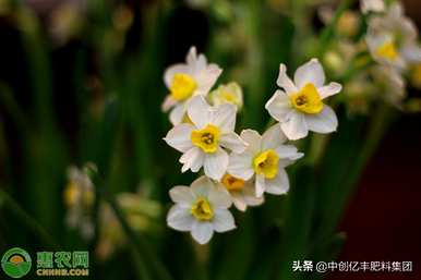 水仙花知识资料，水仙花养护方法知识