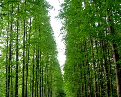 水杉树成材几年，水杉树介绍资料