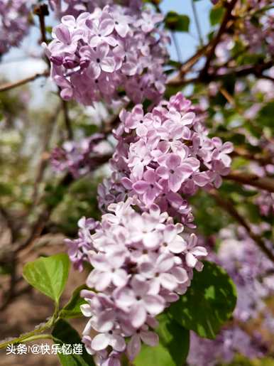 丁香花在什么季节开花？丁香花一年开花几次