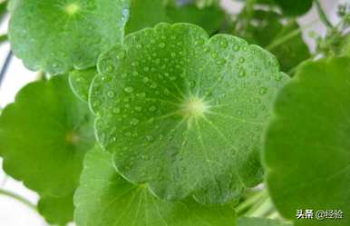 水培铜钱草几天换一次水，水培铜钱草几天换一次水