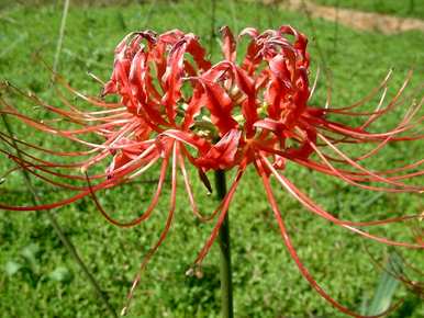 红花石蒜和彼岸花是同一种花吗？红花石蒜是彼岸花吗？