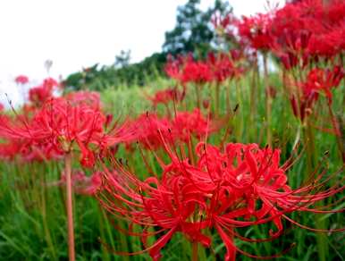 红花石蒜和彼岸花是同一种花吗？红花石蒜是彼岸花吗？