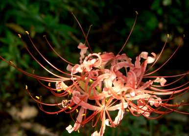 红花石蒜和彼岸花是同一种花吗？红花石蒜是彼岸花吗？