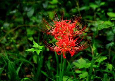 红花石蒜和彼岸花是同一种花吗？红花石蒜是彼岸花吗？