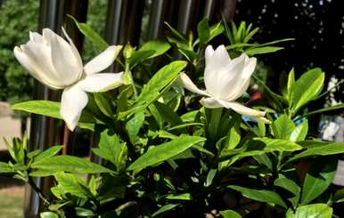 栀子花芽掉落的原因是什么？栀子花期如何避免花芽掉落？