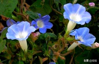 牵牛花的花语和寓意，牵牛花的花语和寓意是什么意思？