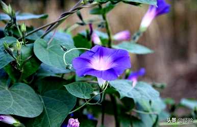 牵牛花什么时候播种最好，牵牛花什么时候播种最好