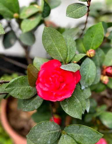 云南茶花栽培技术，茶花何时栽培