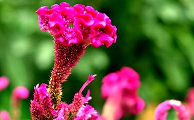 如何种植宁夏羽状鸡冠花？