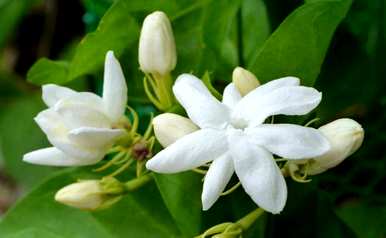 如何种植茉莉花，农田种植茉莉花