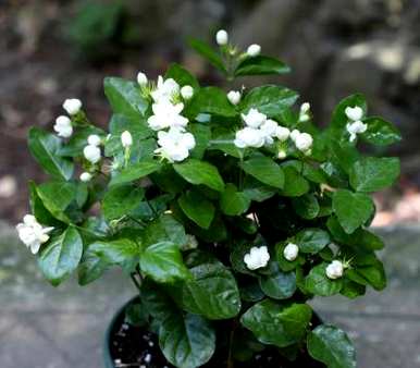 如何种植茉莉花，农田种植茉莉花