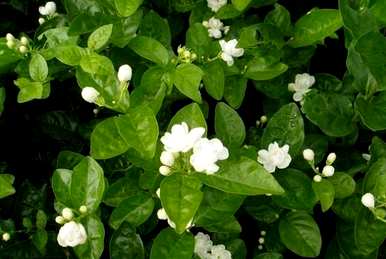 如何种植茉莉花，农田种植茉莉花