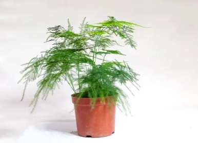 什么植物最适合室内种植？什么植物最适合室内种植？