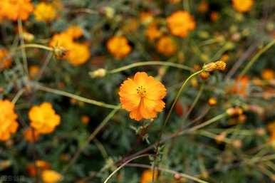 矮杆波斯菊花格桑花幼苗，矮杆波斯菊花一般长多高？