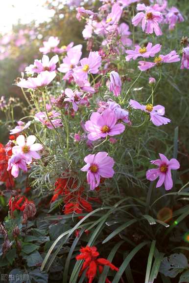 矮杆波斯菊花格桑花幼苗，矮杆波斯菊花一般长多高？