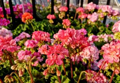 室内常年开花好养的花，什么花常年开花不谢？