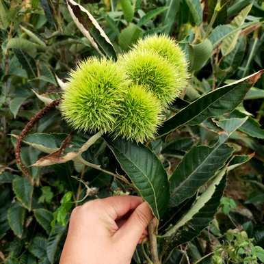 花盆里种栗子树，栗子树怎么种