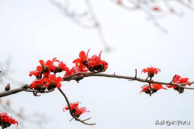 棉花的花语是什么，木棉的花语是什么？