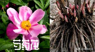 牡丹哪个季节种植最好，牡丹哪个季节盆栽合适？