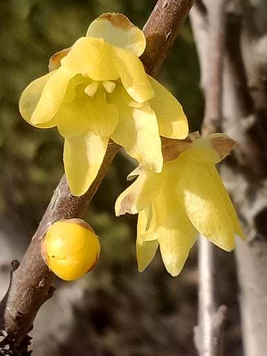 腊梅什么时候开花？今年腊梅开花了吗？