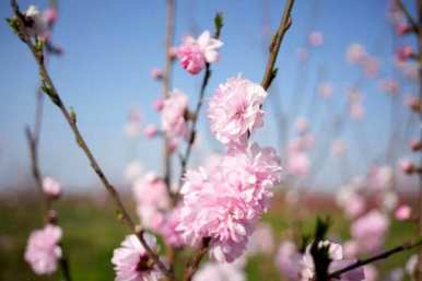 桃花梨花哪个先开几个月，桃花是几个月开的