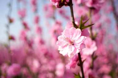 桃花梨花哪个先开几个月，桃花是几个月开的