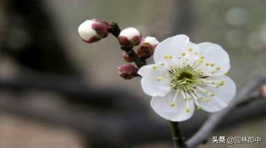 腊梅什么季节开花，无锡腊梅开花时间？