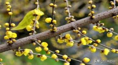 腊梅什么季节开花，无锡腊梅开花时间？